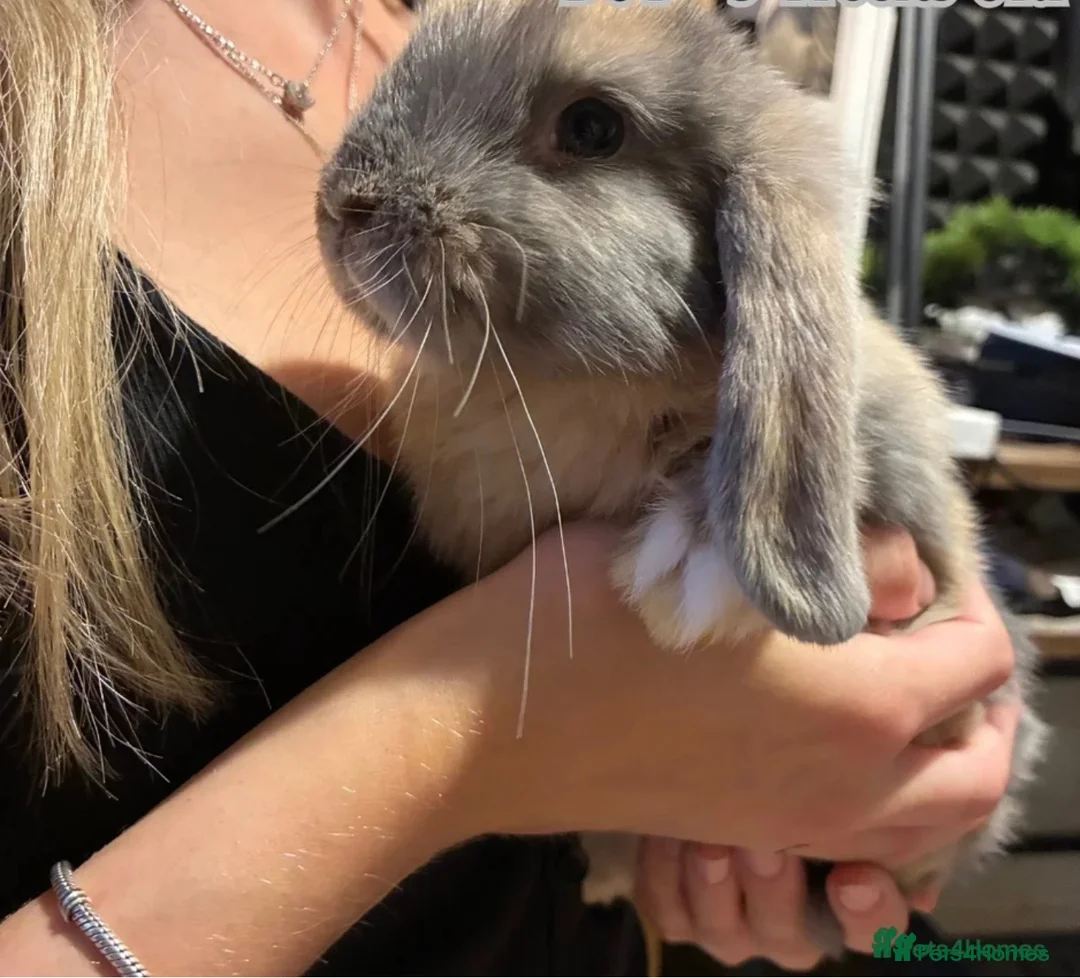 Mini Lop rabbits for sale: Two 4month old Mini lop rabbits (must go together) in Leicester - Advert 2