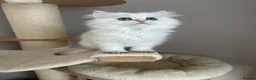 British Longhair cats for sale: British longhair little cuties - Advert 22