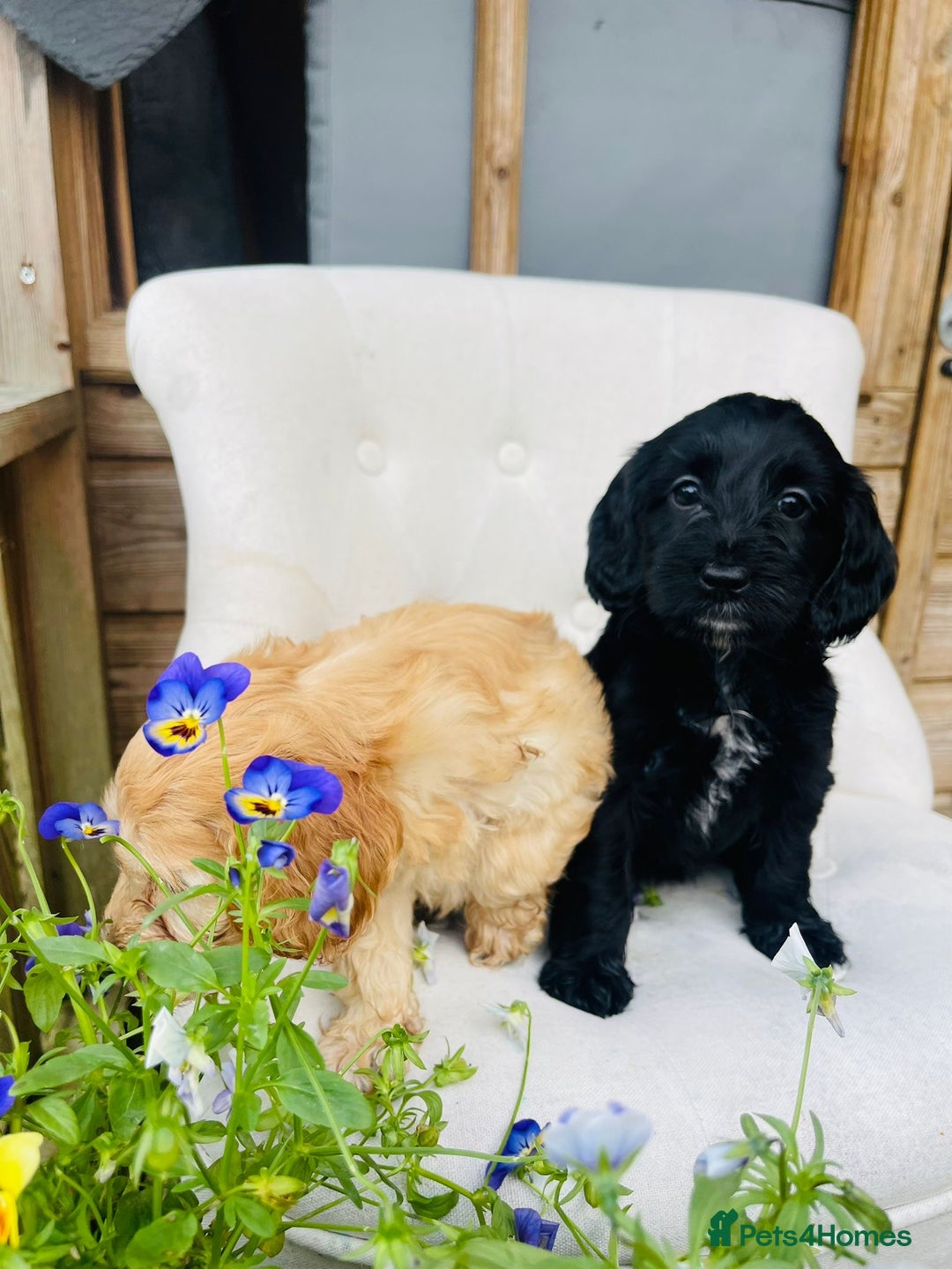 Cockapoo dogs for sale: Exceptional F2 cockapoo puppies available - Image 11