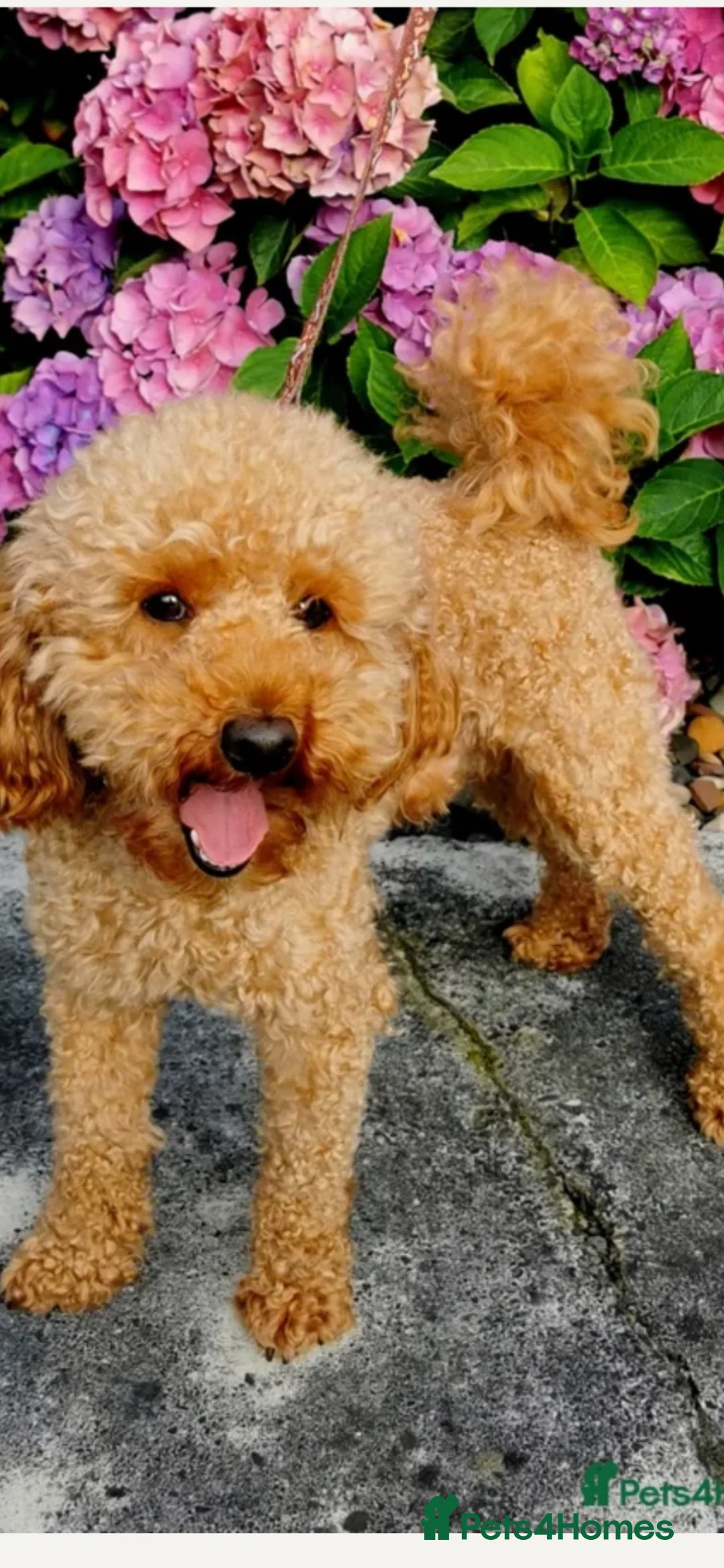 Lhasapoo dogs for sale: Lhasapoo puppies - Advert 6