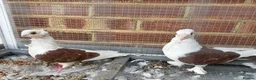 Pigeons birds for sale: Syrian Pigeons  in London - Advert 4