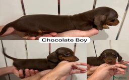 Miniature Dachshund dogs for sale: Miniature Dashound Puppies  - Image 2