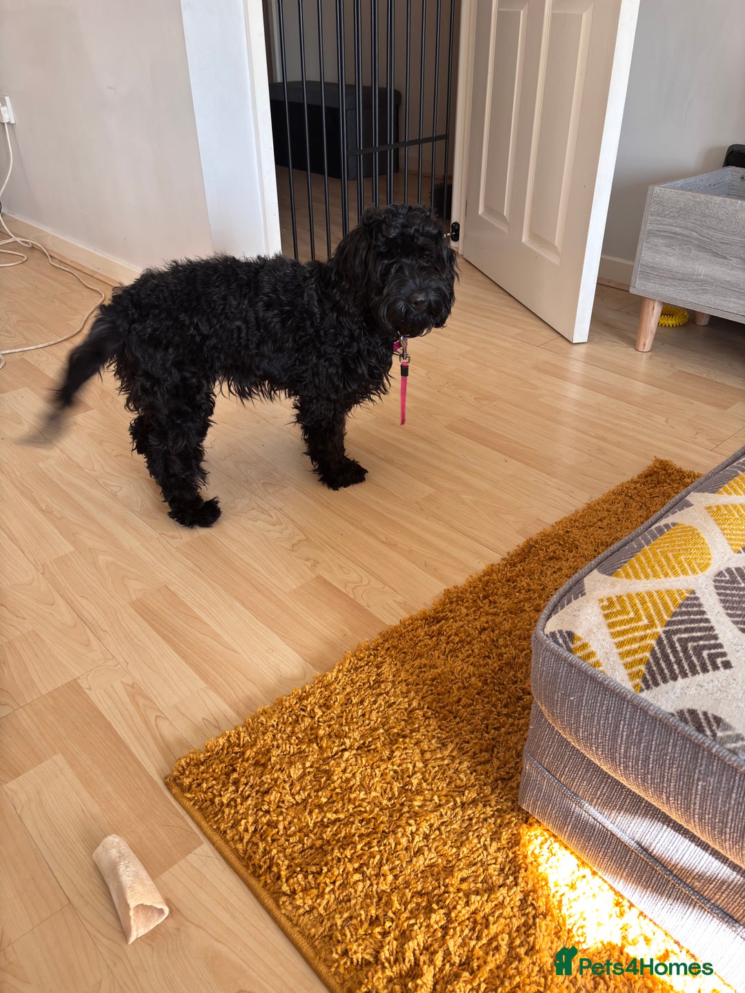 Cockapoo dogs for sale: Female Cookapoo for lovely family home - Advert 6
