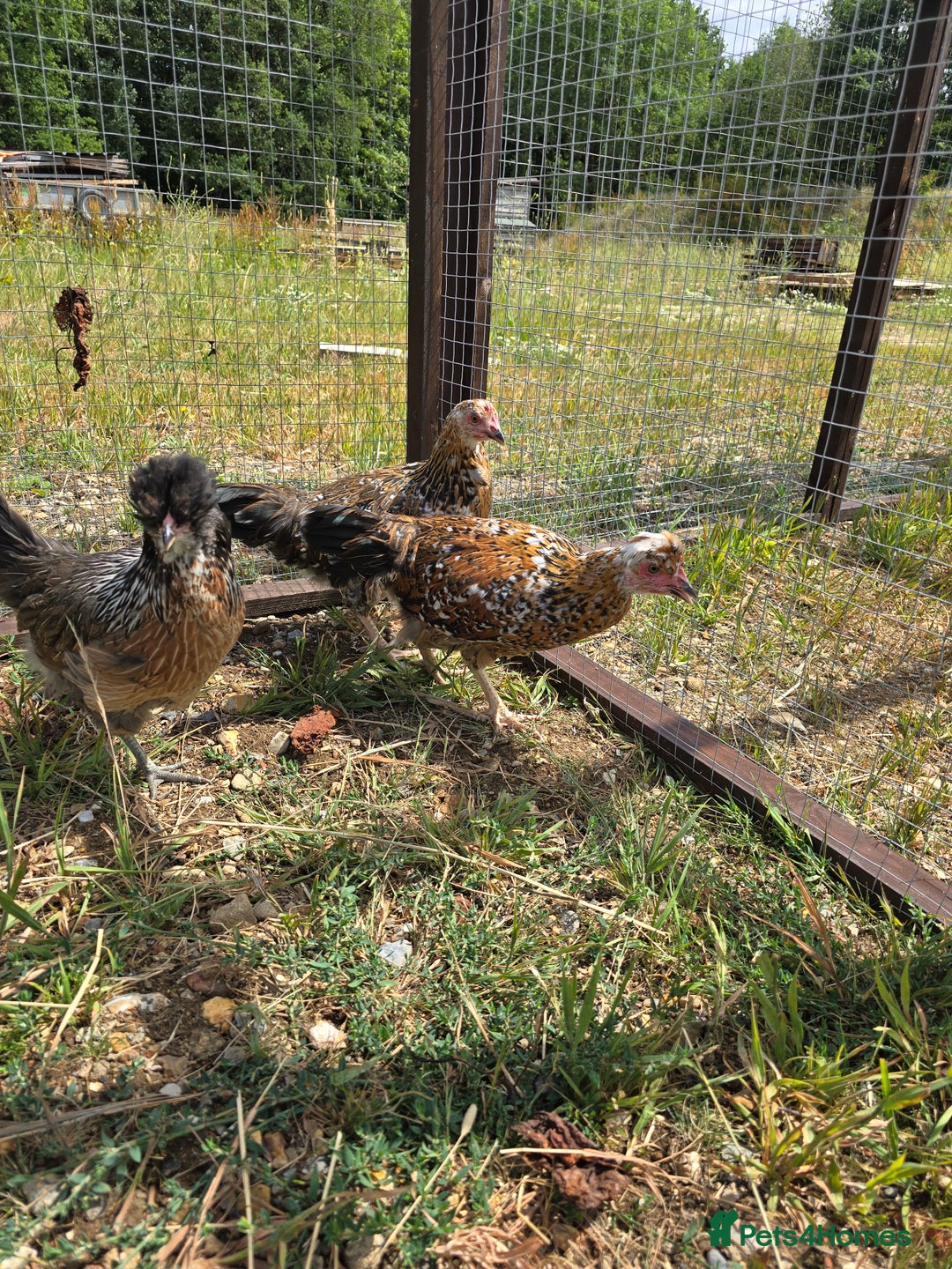Chickens poultry for sale: POL Swedish Flower, Araucana & Game - Image 5