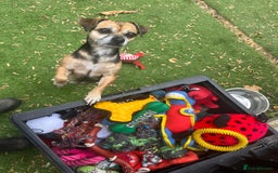 Mixed Breed dogs for adoption: Little Sophia is looking for her forever home!  - Image 5