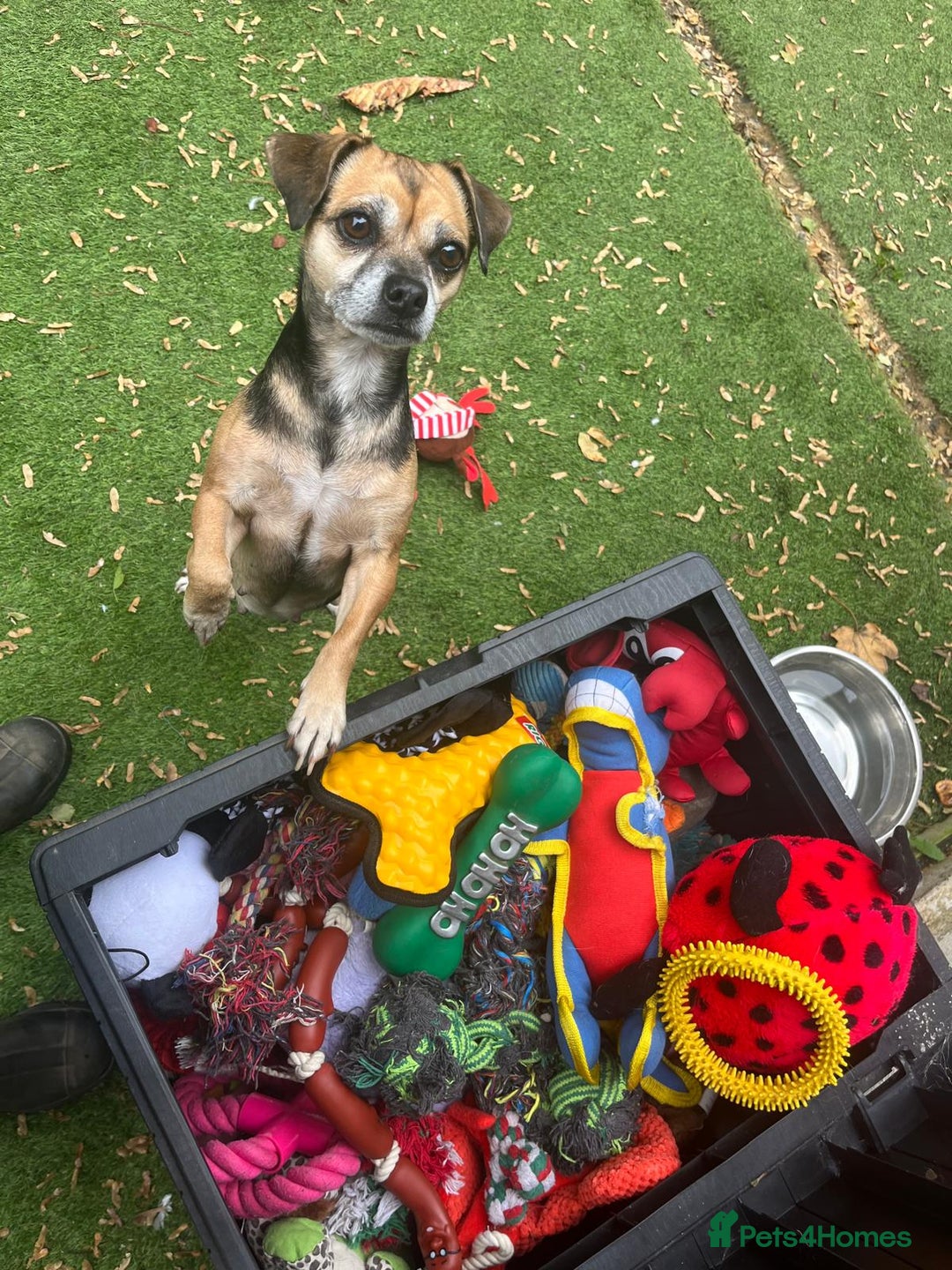 Mixed Breed dogs for adoption: Little Sophia is looking for her forever home!  - Image 5