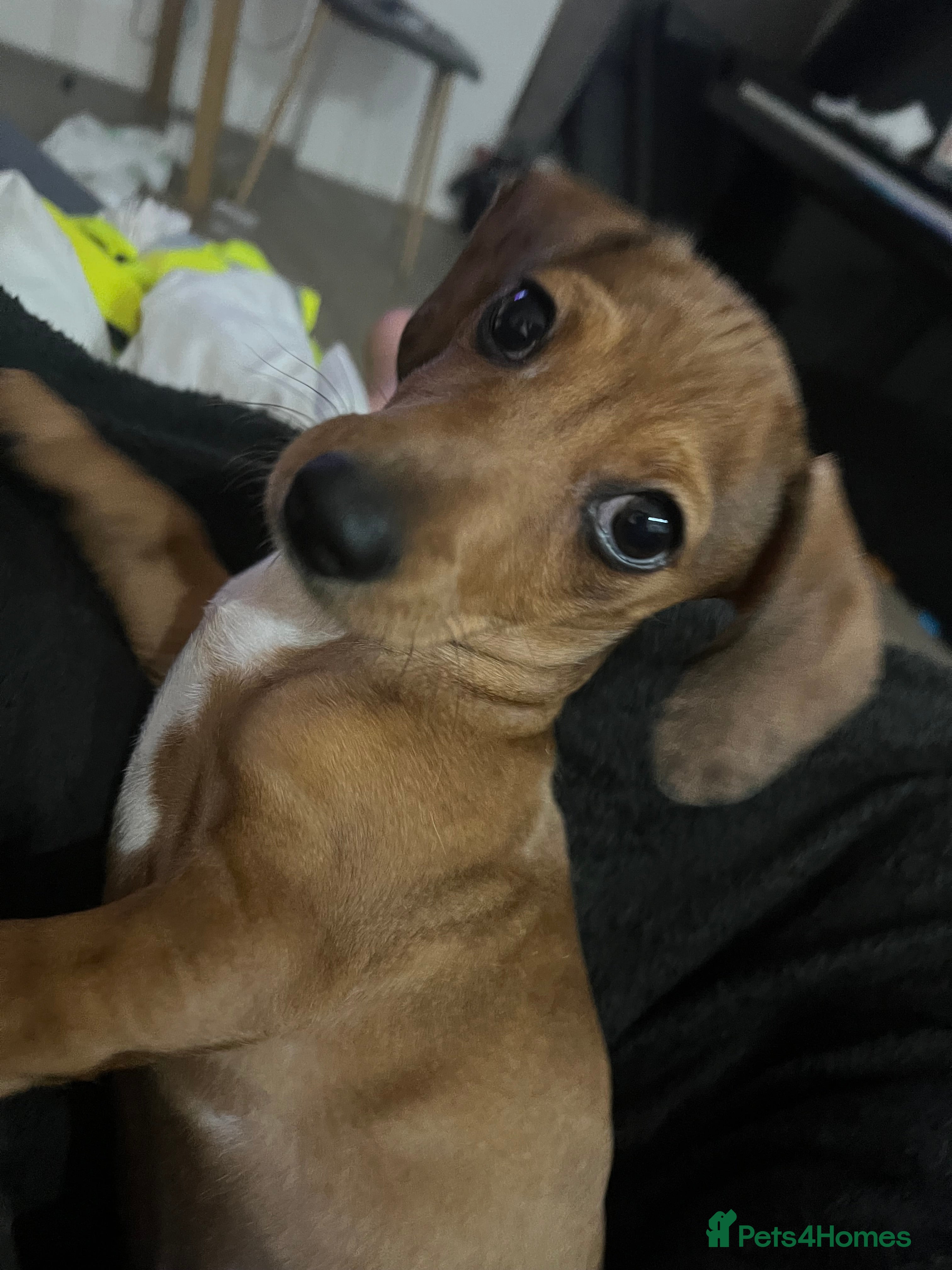 Chiweenie dogs Due to personal reasons cannot look after anymore  - Advert 1