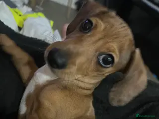 Chiweenie dogs Due to personal reasons cannot look after anymore - Advert 1