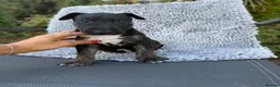 English Bull Terrier dogs for sale: Champion Bloodline English Bull Terrier Puppies - Advert 33