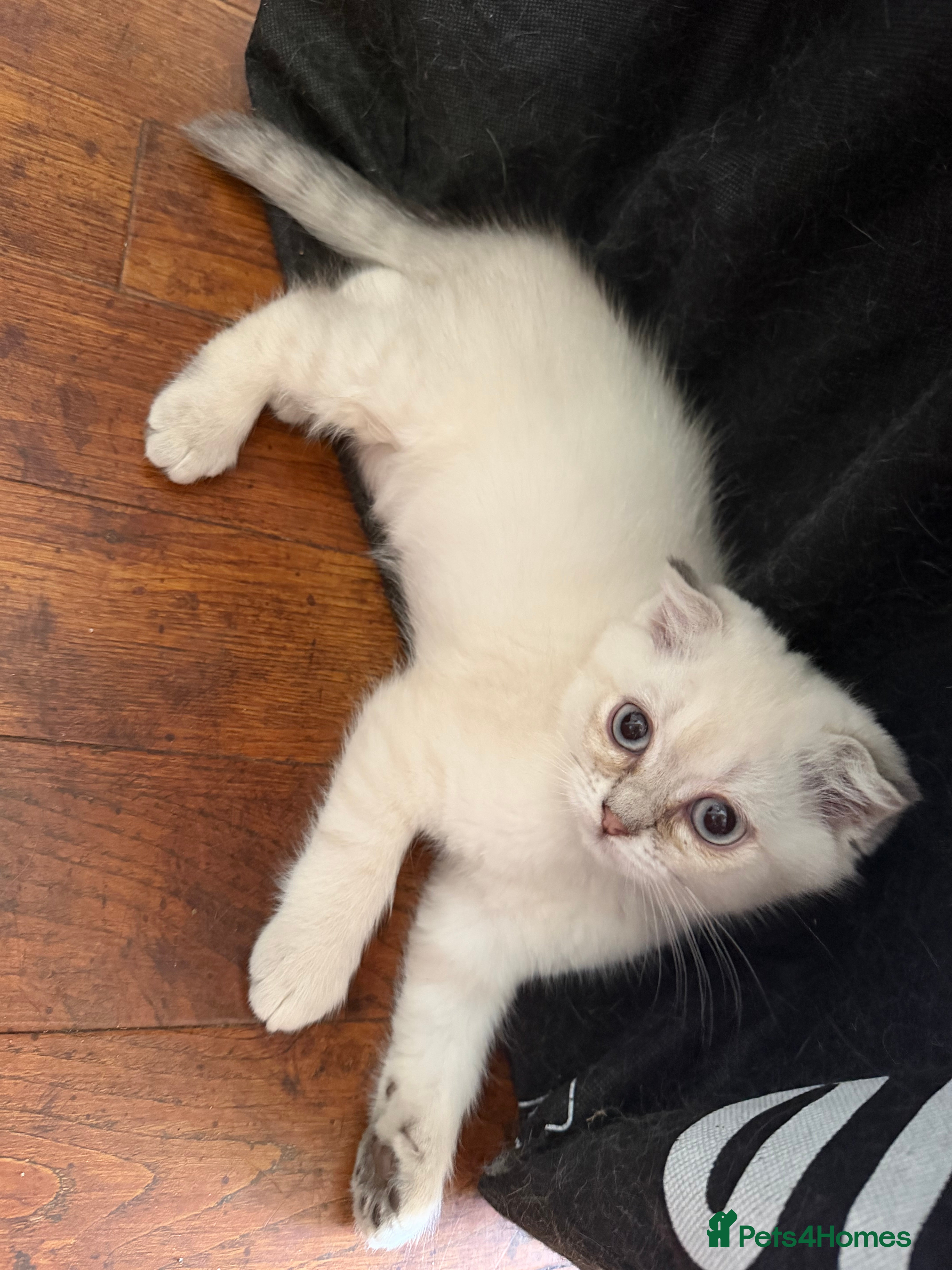 Scottish Fold cats for sale: READY SCOTTISH FOLD KITTENS (URGENT) - Advert 4