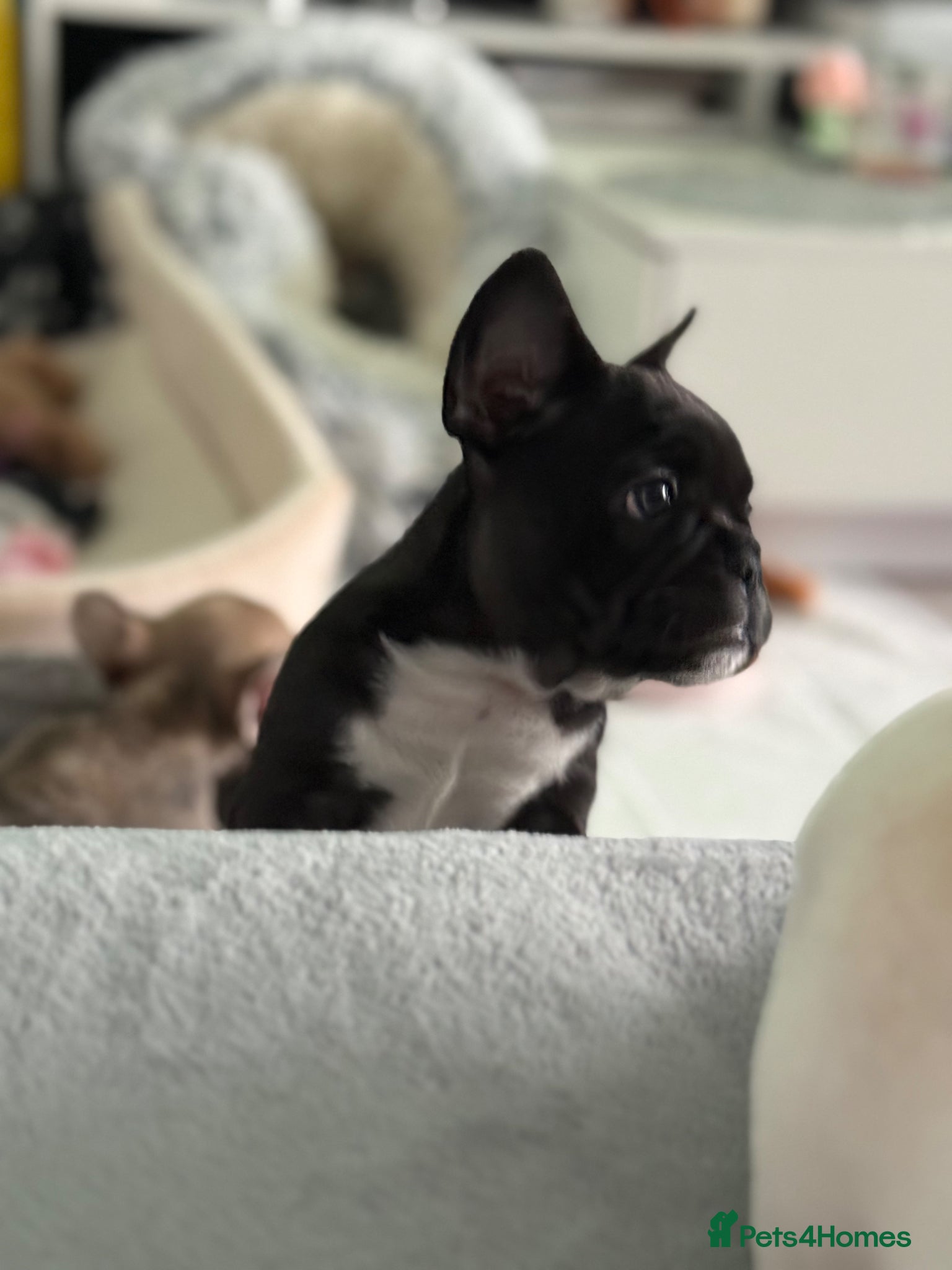 French Bulldog dogs Stunning French Bulldog Puppies  - Advert 2