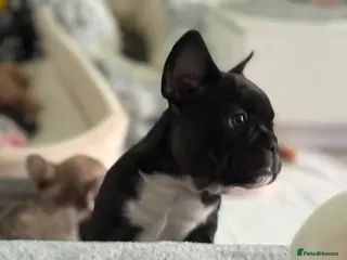 French Bulldog dogs Stunning French Bulldog Puppies - Advert 2