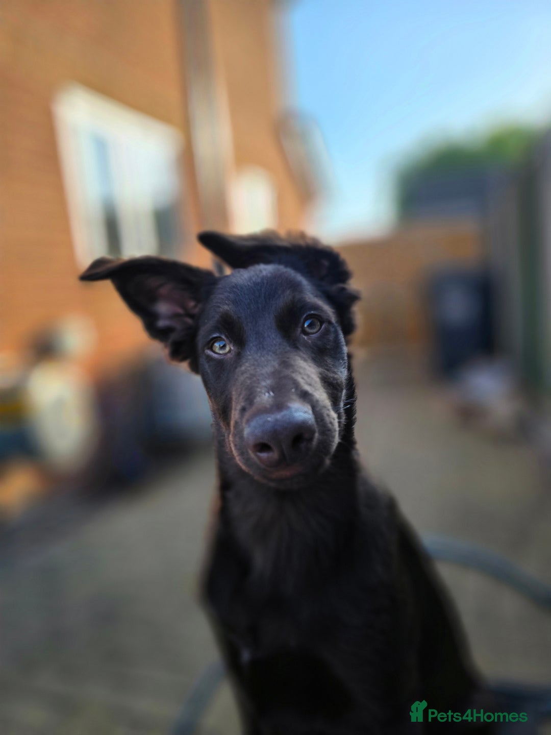 Australian Kelpie dogs for sale: 5 Month Old Australian Kelpie  - Image 3