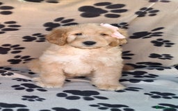 Goldendoodle dogs for sale: Gorgeous standard goldendoodle pups. - Image 7
