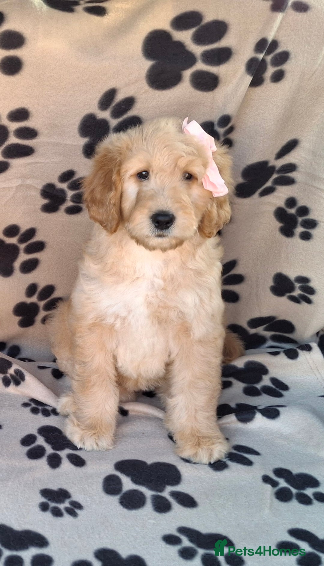 Goldendoodle dogs for sale: Gorgeous standard goldendoodle pups. - Image 7