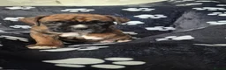 Boxer dogs for sale: Beautiful chunky boxer pups in Rotherham - Advert 10