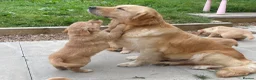 Golden Retriever dogs for sale: A happy healthy family companion  - Advert 1