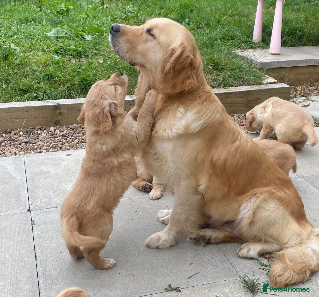 Golden Retriever dogs for sale: A happy healthy family companion  - Advert 1