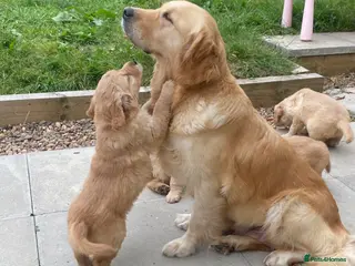 Golden Retriever dogs A happy healthy family companion - Advert 7