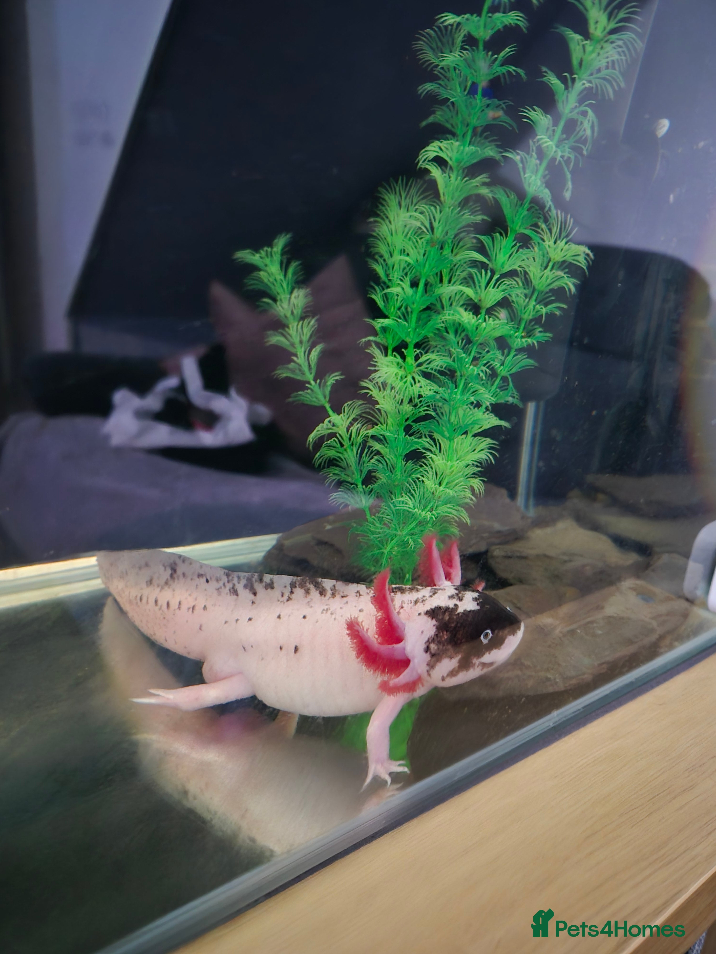Axolotl reptiles Piebald Leucistic Axolotl  - Advert 1