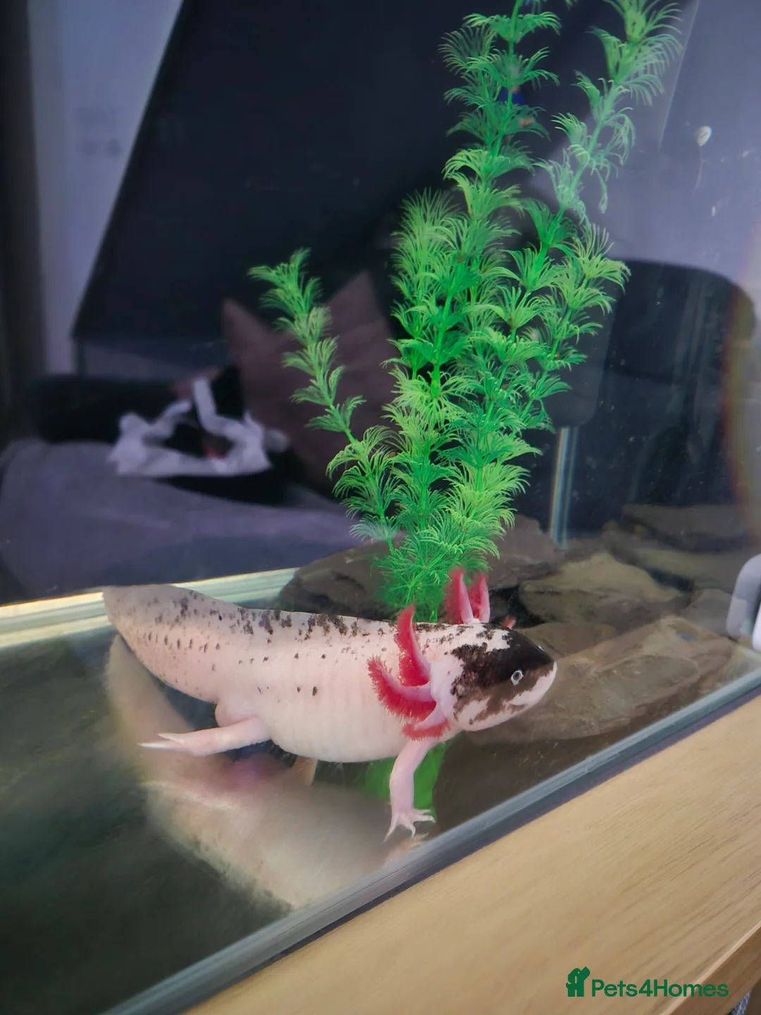 Axolotl reptiles for sale: Piebald Leucistic Axolotl  - Advert 1