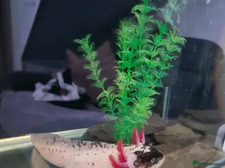 Axolotl reptiles Piebald Leucistic Axolotl - Advert 1