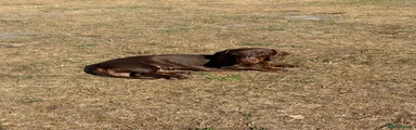 Miniature Dachshund 2