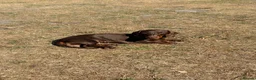 Miniature Dachshund dogs for sale: 2 girls need a forever home in Swanage - Advert 3