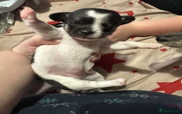 Chihuahua dogs for sale: Ready to leave female chihuahua BOTH vaccines done - Image 10