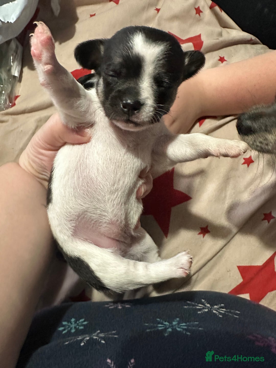 Chihuahua dogs for sale: Ready to leave female chihuahua BOTH vaccines done - Image 10