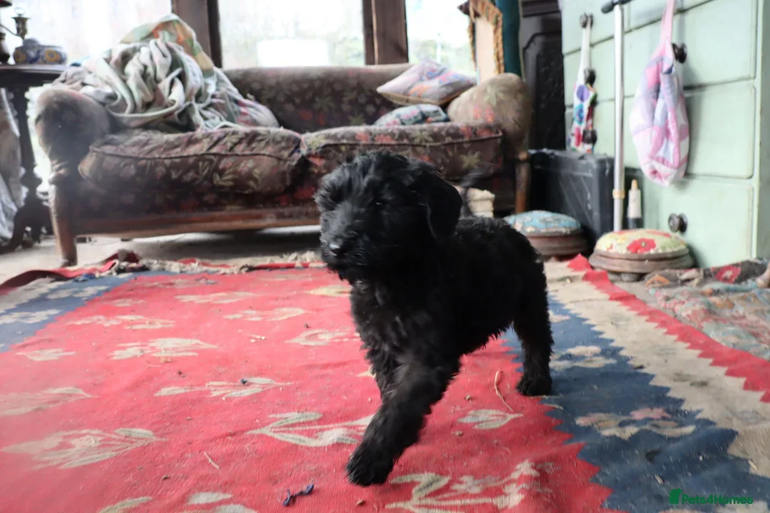 Labradoodle dogs for sale: F3 Labradoodle Puppies Licenced Breeder - Image 9