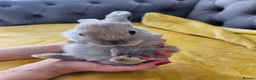 Mixed Breed rabbits for sale: Baby bunny's  - Advert 9