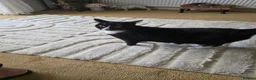 Mixed Breed cats for sale: 2 female 2 male cats  - Advert 5