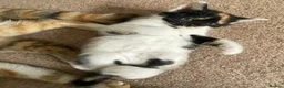 Mixed Breed cats for sale: GORGEOUS CALICO SISTERS! - Advert 9