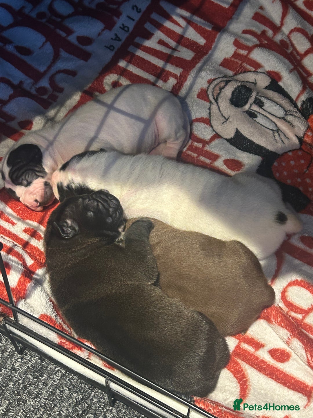 Mixed Breed dogs for sale: FULL SHAR-PEI/MASTIFF x STAFF = PUPPIES  - Advert 4