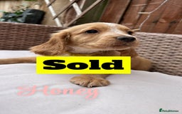 Cocker Spaniel dogs for sale: *1 Puppy left* Cocker spaniels READY TO LEAVE  - Image 12