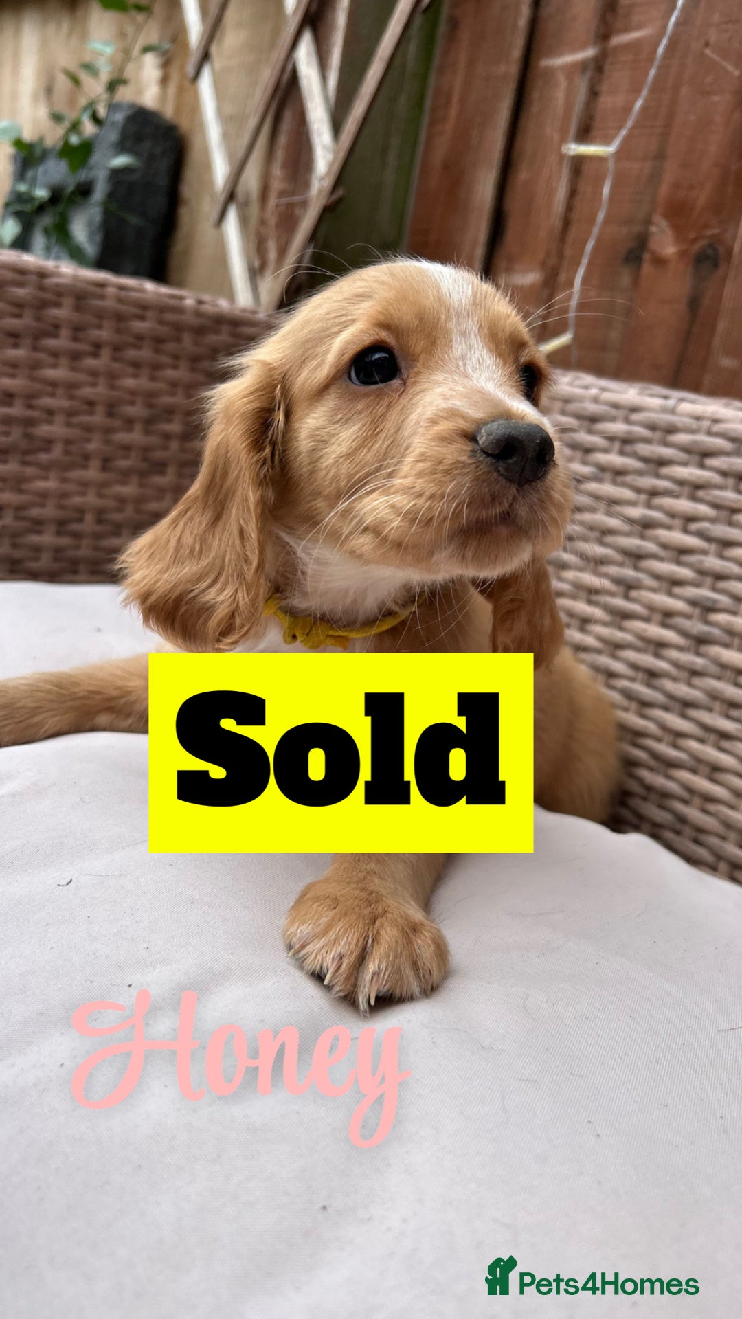 Cocker Spaniel dogs for sale: *1 Puppy left* Cocker spaniels READY TO LEAVE  - Image 12