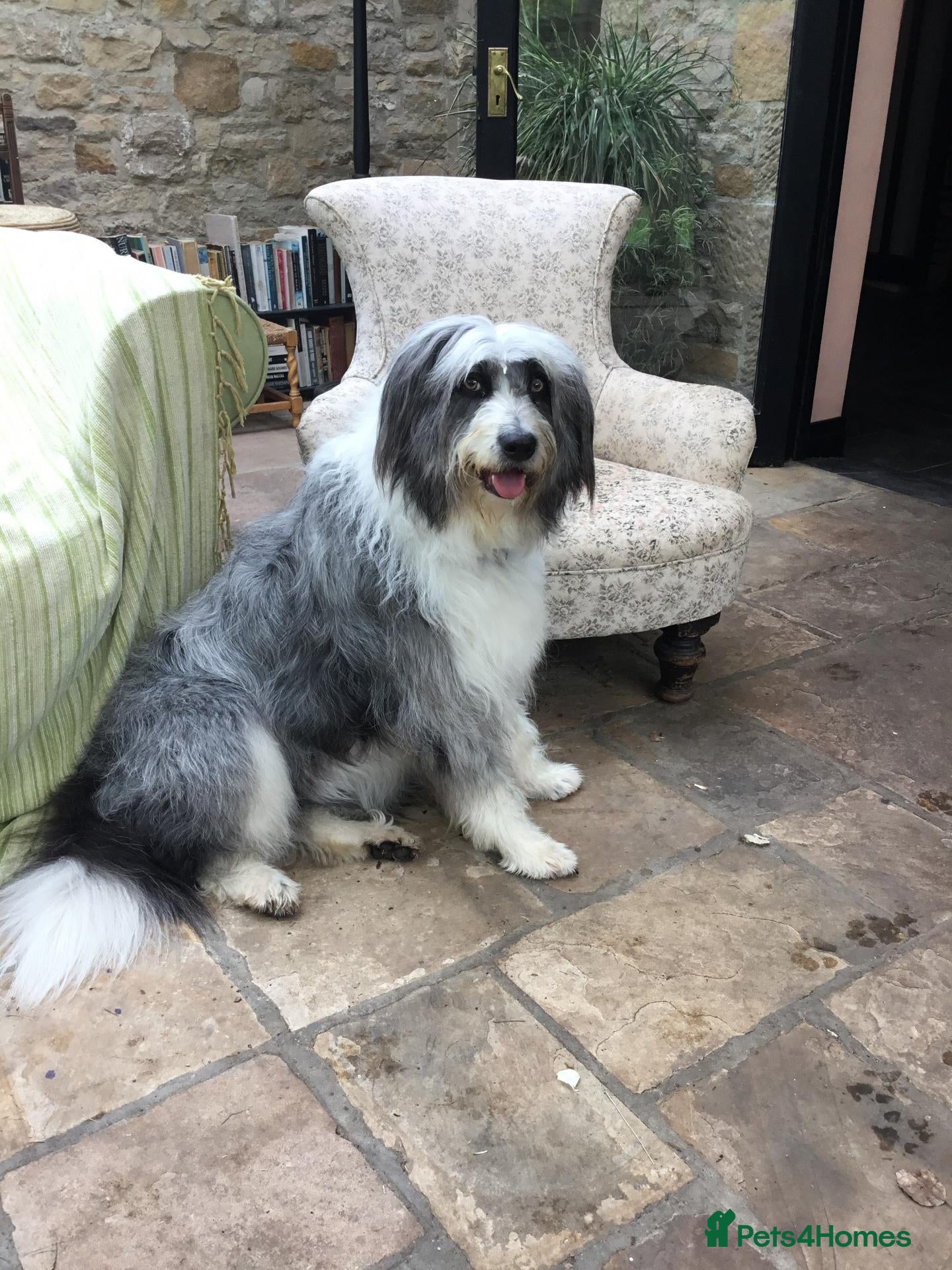 Bearded Collie dogs Adult Bearded Collie - needs new home - Advert 1