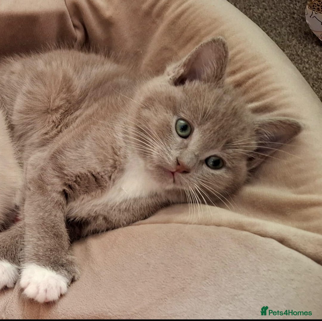 Mixed Breed cats for sale: Shorthair/Bengal/Ragdoll Mixed Breed - Advert 3