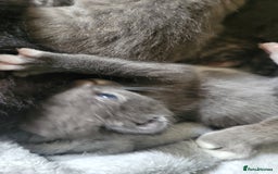 Mixed Breed cats for sale: Beautiful kittens  - Image 3