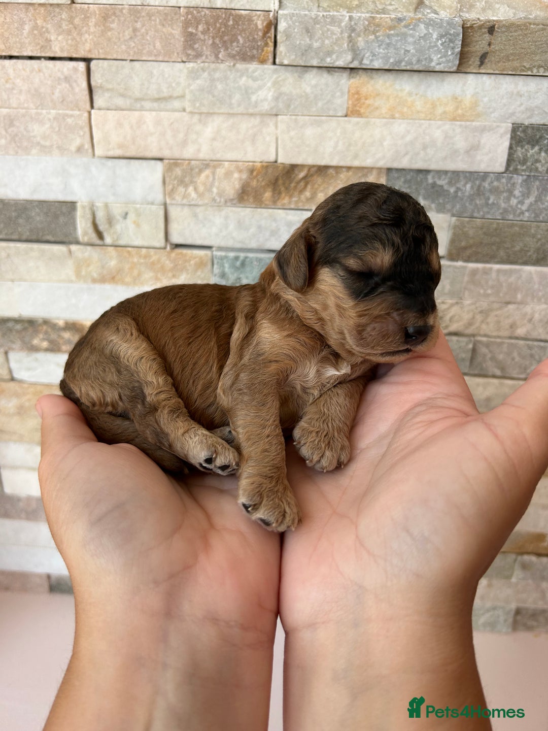 Cockapoo dogs for sale: Beautiful F1 Cockapoo Puppies  - Image 11