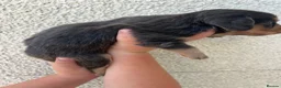 Miniature Dachshund dogs for sale: READY TO LEAVE unreal long hair KC stunning💙💕 - Advert 10