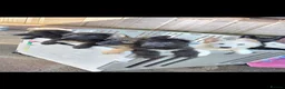 German Shepherd dogs for sale: 🐾✨ Adorable Rare German Shepherd Puppies! ✨🐾 - Advert 1