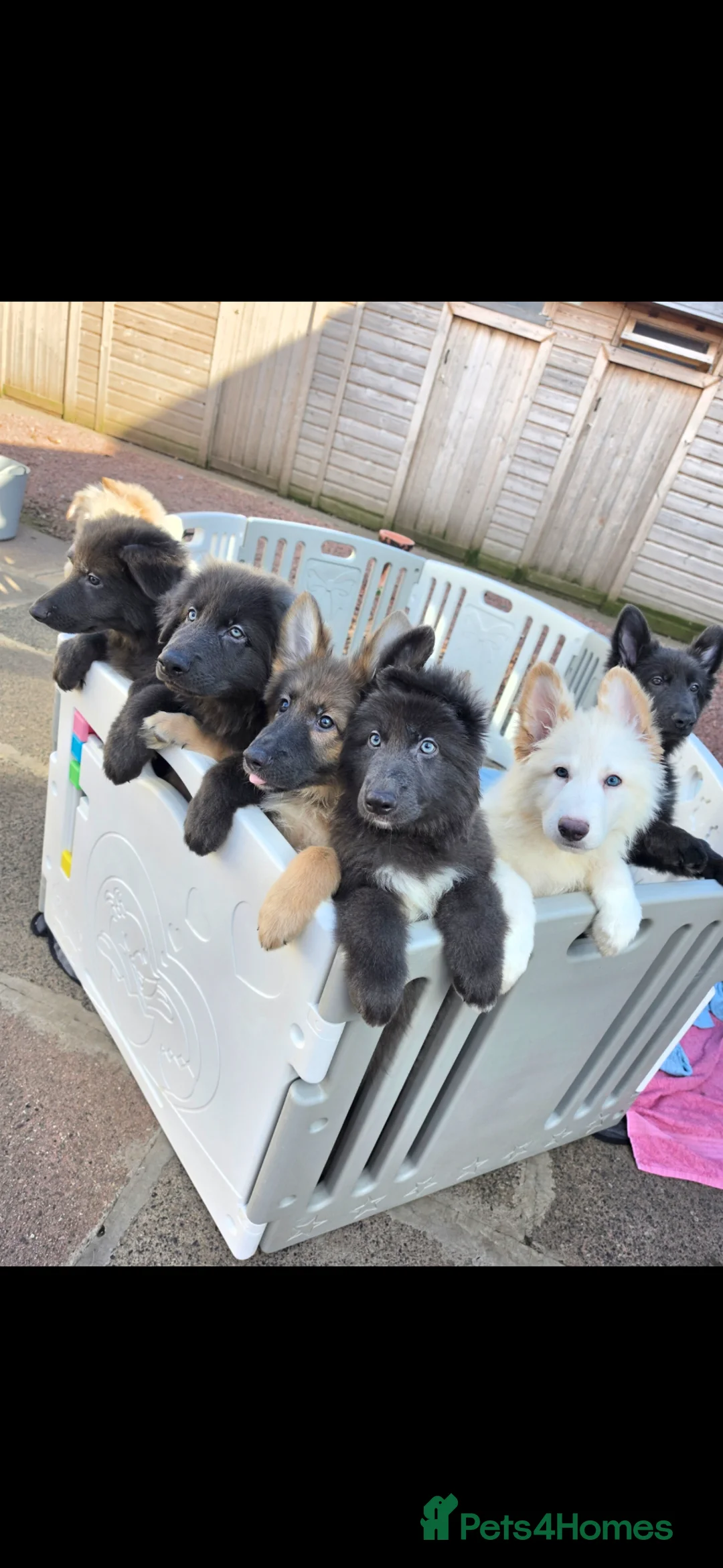 German Shepherd dogs for sale: 🐾✨ Adorable Rare German Shepherd Puppies! ✨🐾 - Advert 1