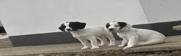 Mixed Breed dogs for sale: Beautiful springer pups in Newry - Advert 3