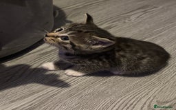 Domestic Shorthair cats for sale: Blue/Brown/Black Tabbies (DSH) - Image 5