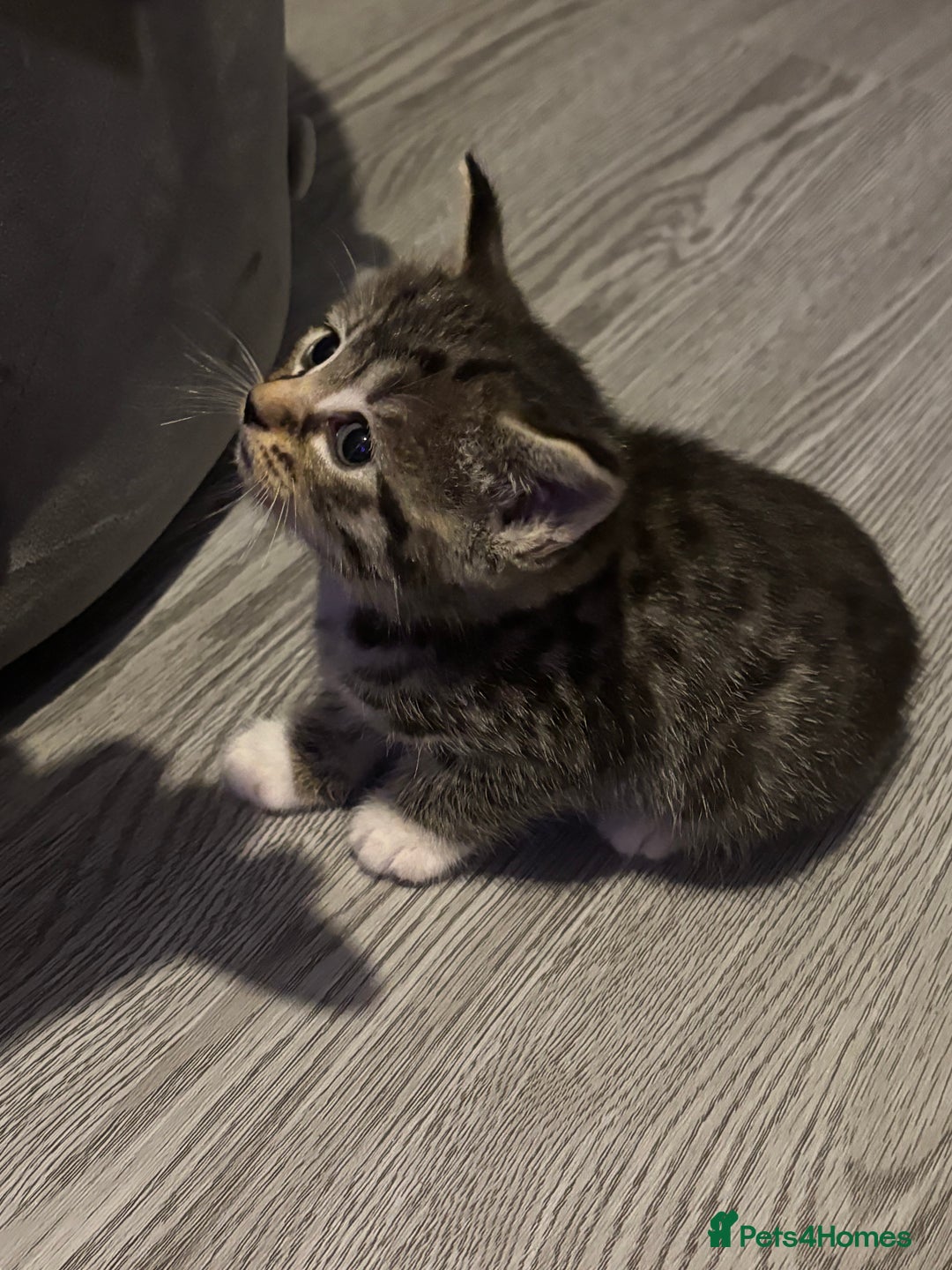 Domestic Shorthair cats for sale: Blue/Brown/Black Tabbies (DSH) - Image 5