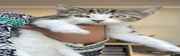 Domestic Shorthair cats for sale: Domestic shorthair kitten. in Wirral - Advert 2
