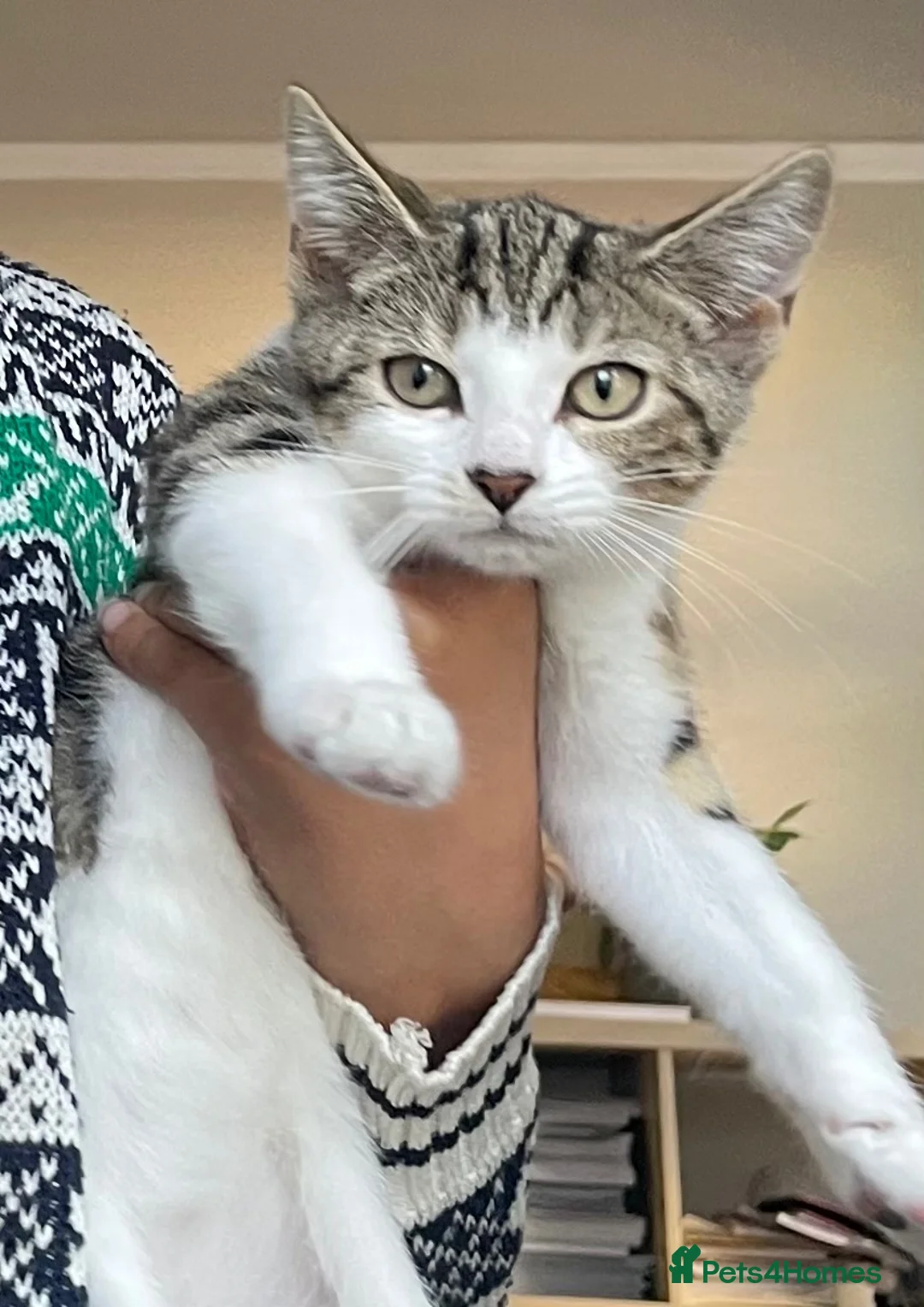 Domestic Shorthair cats for sale: Domestic shorthair kitten. in Wirral - Advert 2