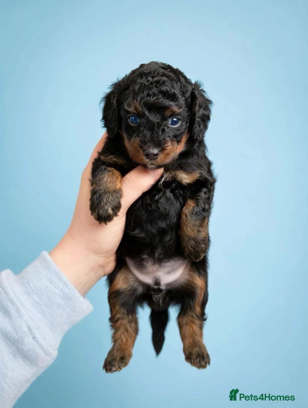 Toy Poodle dogs for sale: Rare Phantom 100% Asian Toy Poodle Boy 🐩 - Advert 2